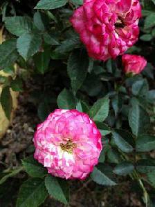 卡通[薔薇屬栽培品種]