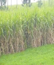 粵蔗3號 粵蔗3號