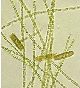 黃藻綱生物