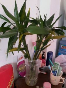 山東萬壽竹 山東萬壽竹