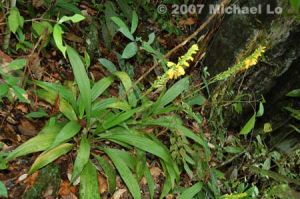 三蕊蘭屬 三蕊蘭屬