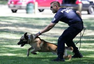 K9警犬