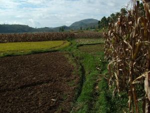 石碑自然村 石碑自然村