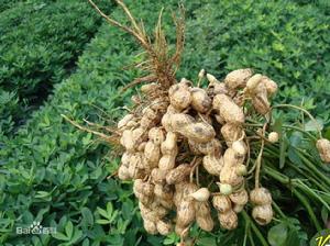 三花6號 三花6號