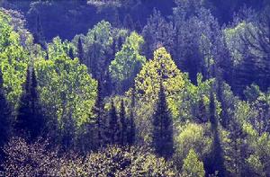 錢江源國家森林公園