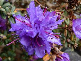 密枝杜鵑 密枝杜鵑