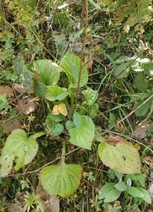 心葉兔兒風 心葉兔兒風