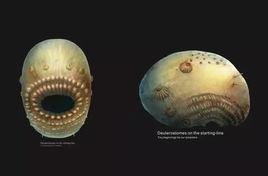 冠狀皺囊動物 冠狀皺囊動物