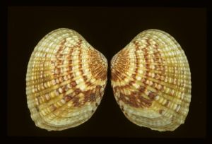 凸加夫蛤 凸加夫蛤