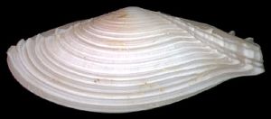 鋸齒櫻蛤 鋸齒櫻蛤