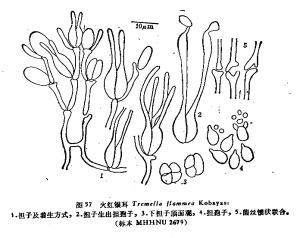 火紅銀耳 火紅銀耳
