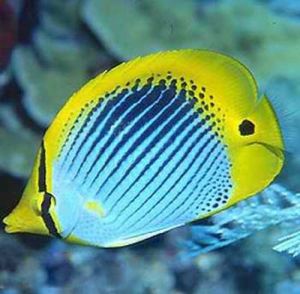 尾點蝴蝶魚 尾點蝴蝶魚