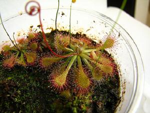 絨毛毛氈苔 絨毛毛氈苔