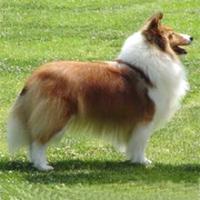 舍德蘭牧羊犬