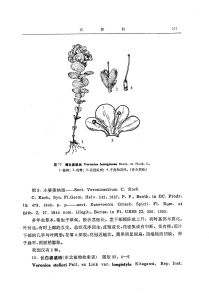 綿毛婆婆納 綿毛婆婆納