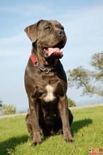 義大利卡斯羅犬