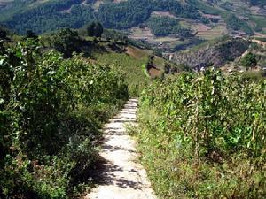 夫場村農村經濟-芸豆