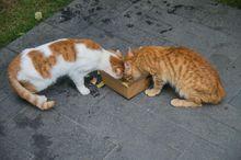 華南師範大學附屬中學國際部