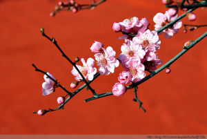 光碟光梅花 光碟光梅花