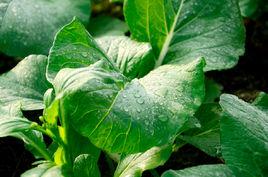 原生態蔬菜 原生態蔬菜