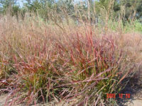 野古草屬 野古草屬
