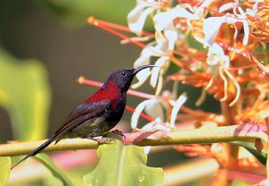 太陽鳥[鳥綱動物]