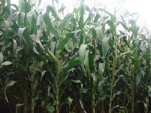 青甸灣村玉米種植