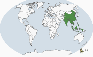 大金背啄木鳥全球分布圖