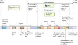 調控序列 調控序列