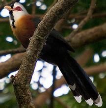 鱗紋地鵑 鱗紋地鵑