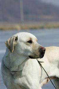 阿達[韓國電影史上的第一隻狗演員]