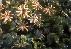 杉葉藻屬 杉葉藻屬