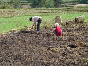 村民在田間施肥