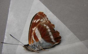 虬眉帶蛺蝶 虬眉帶蛺蝶