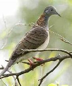 帝汶姬地鳩 帝汶姬地鳩