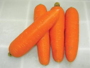 carrot