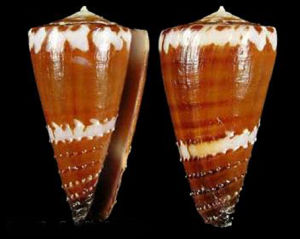 鋸紋芋螺 鋸紋芋螺