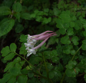 長距紫堇 長距紫堇