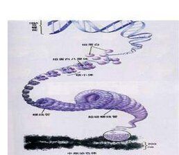 遺傳效應 遺傳效應