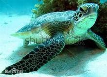 綠海龜