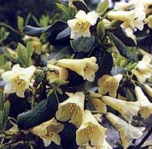 黃鈴杜鵑 黃鈴杜鵑