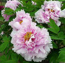 鹽城枯枝牡丹園1高清大圖