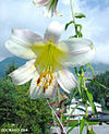 Liliumsulphureumflower5.jpg
