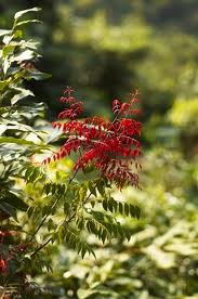 牛栓藤科 牛栓藤科