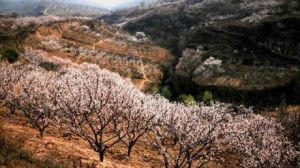 藍田杏花谷 藍田杏花谷