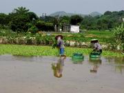 （圖）塱原濕地