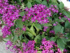 多年生草本花卉 多年生草本花卉