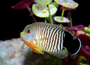 虎紋刺尻魚 虎紋刺尻魚