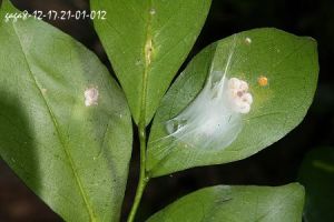 馬蒂蛛屬 馬蒂蛛屬