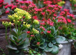 台東伽藍菜 台東伽藍菜